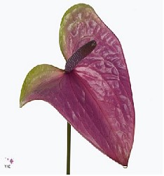 Anthurium Hol. Rembrandt Purple x10