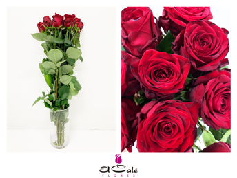 Rosa Hol. Red Naomi 60cm x10 B1