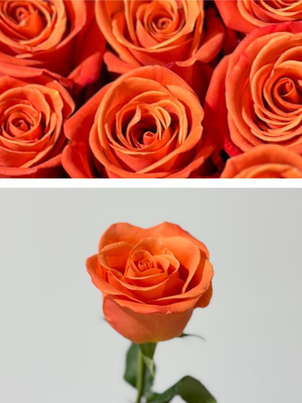 Rosa Ecu. Orange Crush 40cm