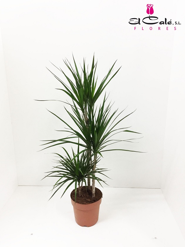 P. Dracena Marginata 21/115cm 3P  (115/90/60)