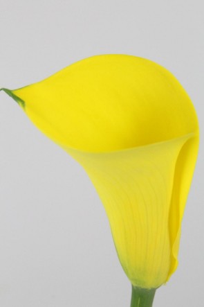 Calla Gold Medal 60cm