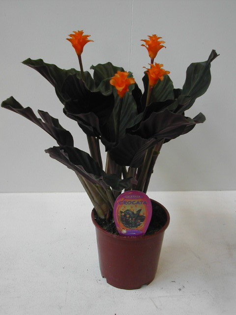 P. Calathea Crocata 14/40cm x6 +3Flores