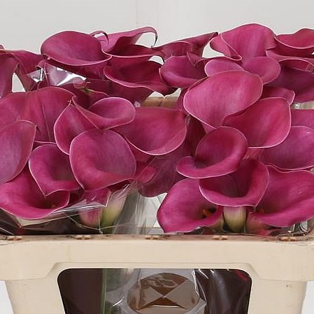 Calla Fantasia 55cm