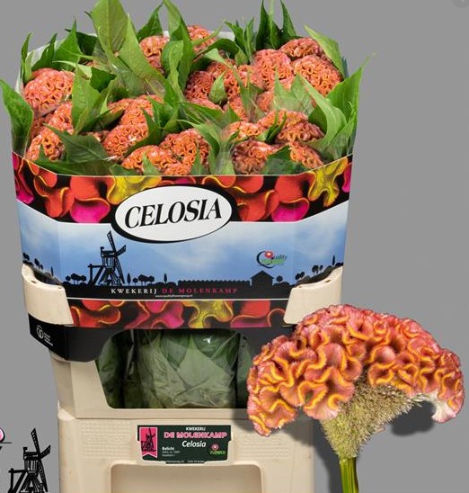 Celosia Cresta Hol. Act Ziva 70cm x5 Sal.