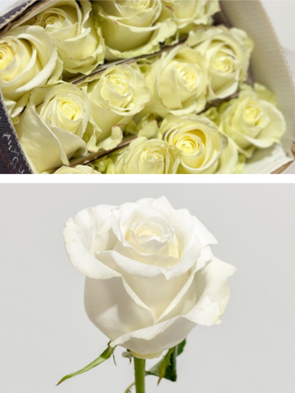 Rosa Ecu. Miss White 70cm