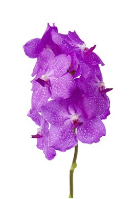 Vanda Candy Pink x16 (7 Dias-2)