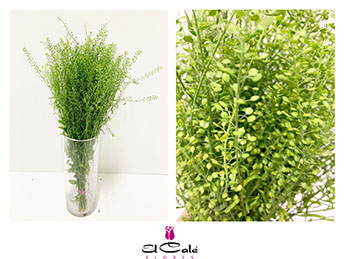 Lepidium Thlaspy Green Bell 70cm 20gr x25