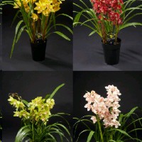 P. Cymbidium Mix 3 T 14/85cm x8