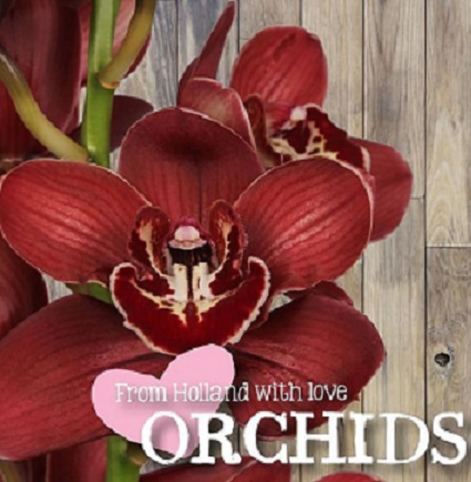 Cymbidium Flameflor 80cm Rj.