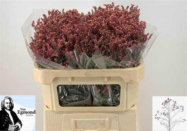 Limonium Hol. Scarlet Diamond 70cm 25gr "T25" Rj