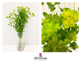 Bupleurum Rotundifol 70cm x10