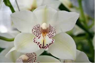 Cymbidium Maxime 80cm Bl.