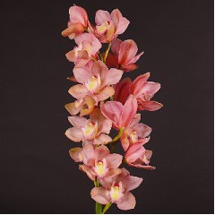 Cymbidium Salm Delight 80cm Rs.