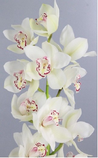 Cymbidium Blanca 80cm