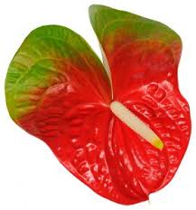 Anthurium Hol. Amigo Improve 13  "CC12"