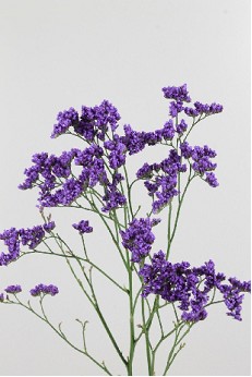 Limonium Hol. Maine Blue 60cm 25gr x25 Az