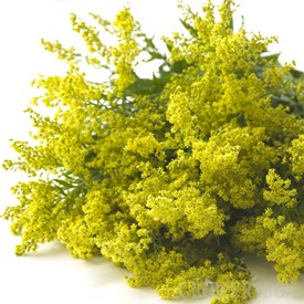 Solidago Carzan Glory 70cm 30gr x25