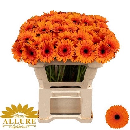 Gerbera Mini Hol. Caramba x20 Na