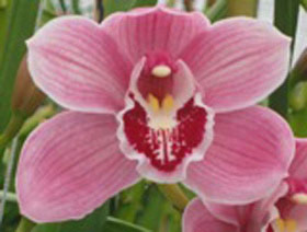 Cymbidium Jet Set 80cm Rs.