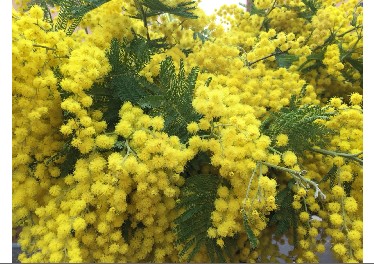 Mimosa Flor Nacional