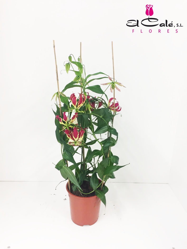 P. Gloriosa Rothschild 21/90cm