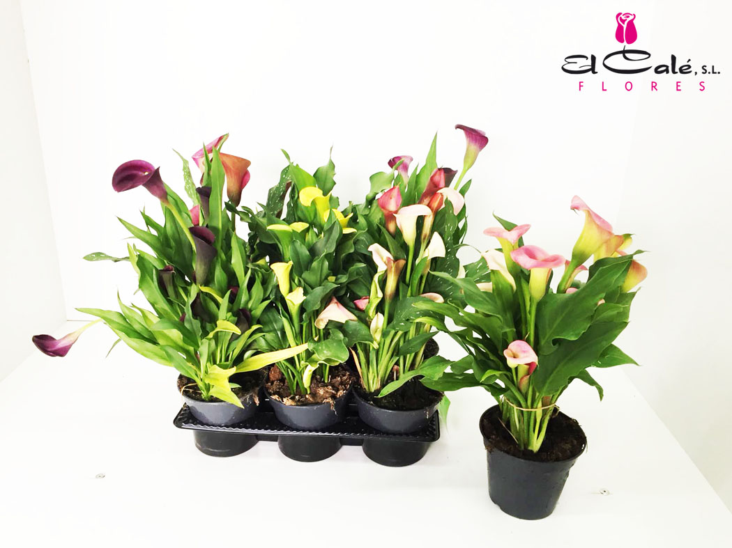 P. Calla Mixta Nacional 14/45cm x6