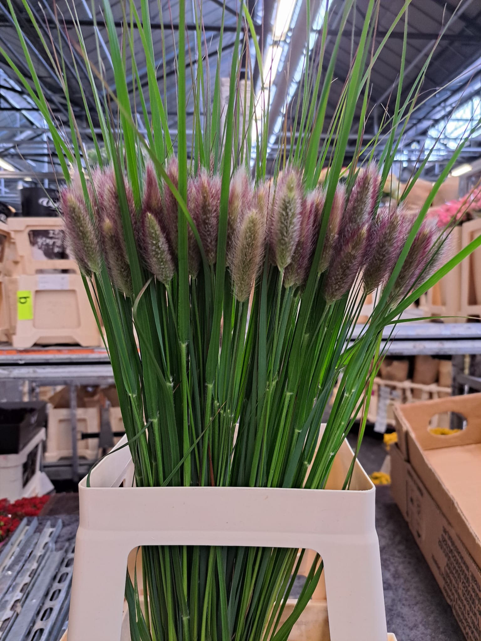 Pennisetum Overig. 60cm x10