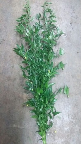 Ruscus Ramificado 70cm Paq.