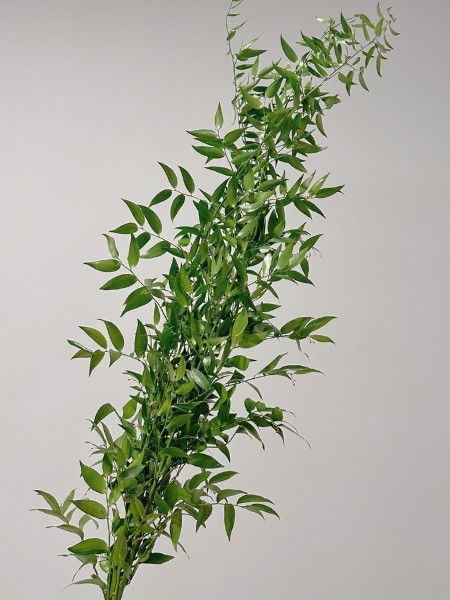 Ruscus Italia Ramificado 100cm x5 tallos