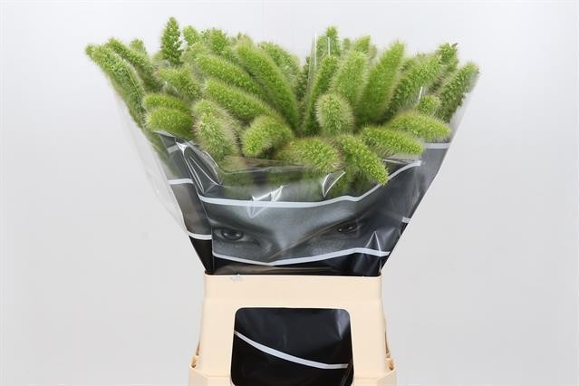 Setaria Italica Voll Melk 70cm