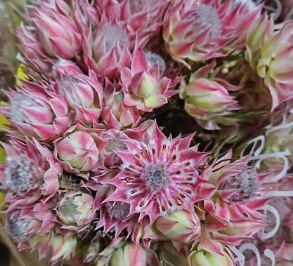 Protea Blushing Bride Pink 40cm