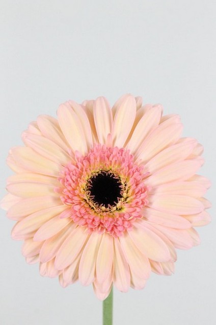 Gerbera Hol. Alliance x10 Rs-sal