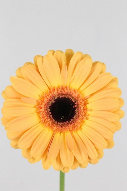 Gerbera Hol. Jetset x25 Sal.