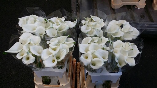 Calla White Present 50cm