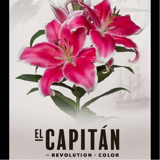 Oriental Hol. Rs. El Capitan 80cm 3 flores