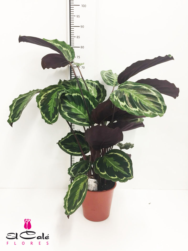 P. Calathea Medallion 19/80cm x5