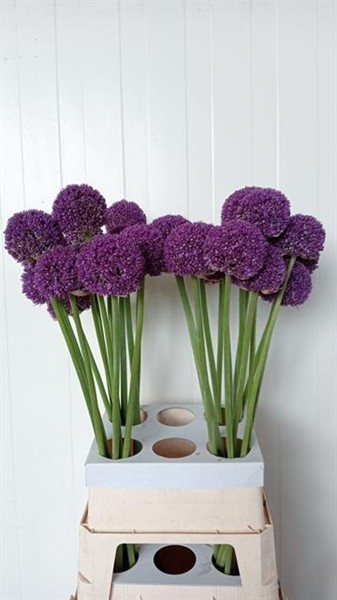 Allium Ambassador 85cm x5