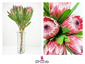 Protea Pink Ice 70cm