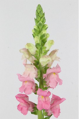 Antirrhinum Hol. Poto Cher Rosa 80cm