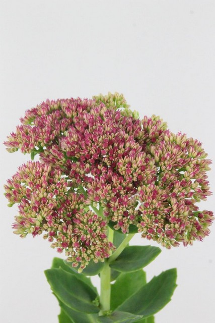 Sedum Hol. Spectabile 60cm x5