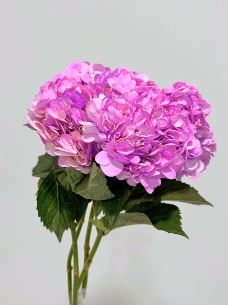 Hortensia Col. Tint. lavanda  60cm 16