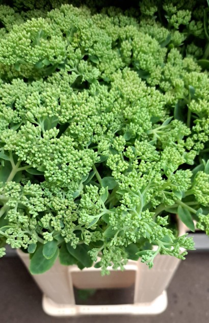 Sedum Hol. Spectabile 55cm x5