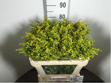 Solidago Carzan Glory 70cm 40gr x25