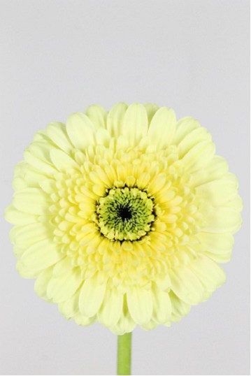 Gerbera Mini Hol. Dotti Ivani BV Cr. "T20"