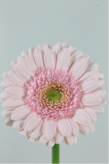 Gerbera Mini Hol. Bridal Kimsey x20 Rs