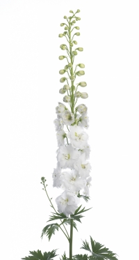 Delphinium Century White 70cm "x10 tallos"