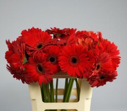 Gerbera Hol. Blinddate "CC40"