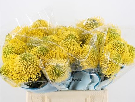 Protea Nutans High Gold 50cm Am.