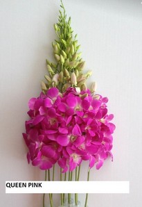 Dendro Queen Pink 50cm