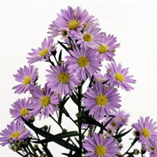 Aster Hol. Cassandra 80cm 50gr x25 Ma.